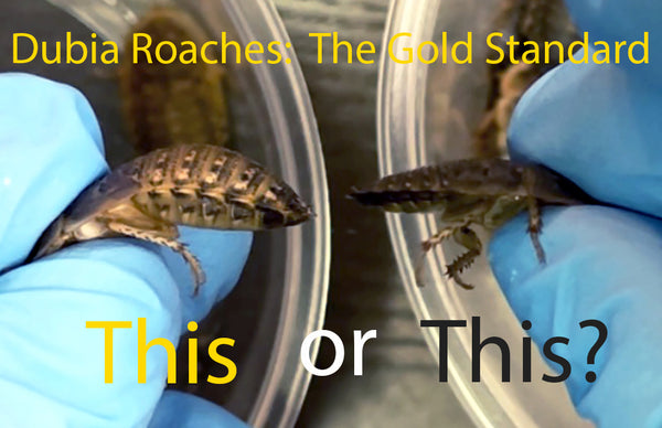 Dubia Roaches:  The Gold Standard