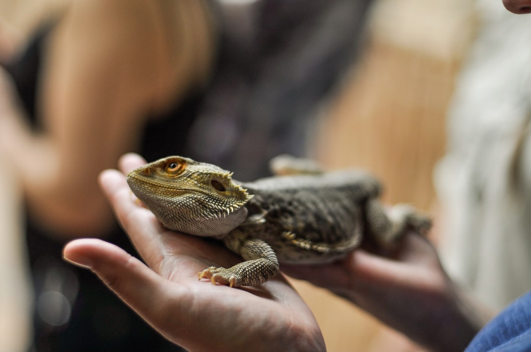 Reptile Food A Guide to Feeding Your Pet Reptile