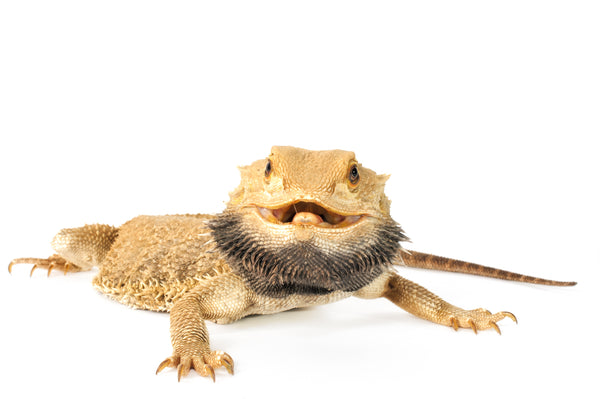 How to Care for Your Bearded Dragon
