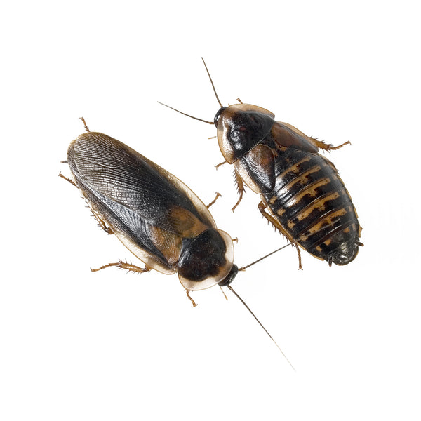 dubia roaches male and female