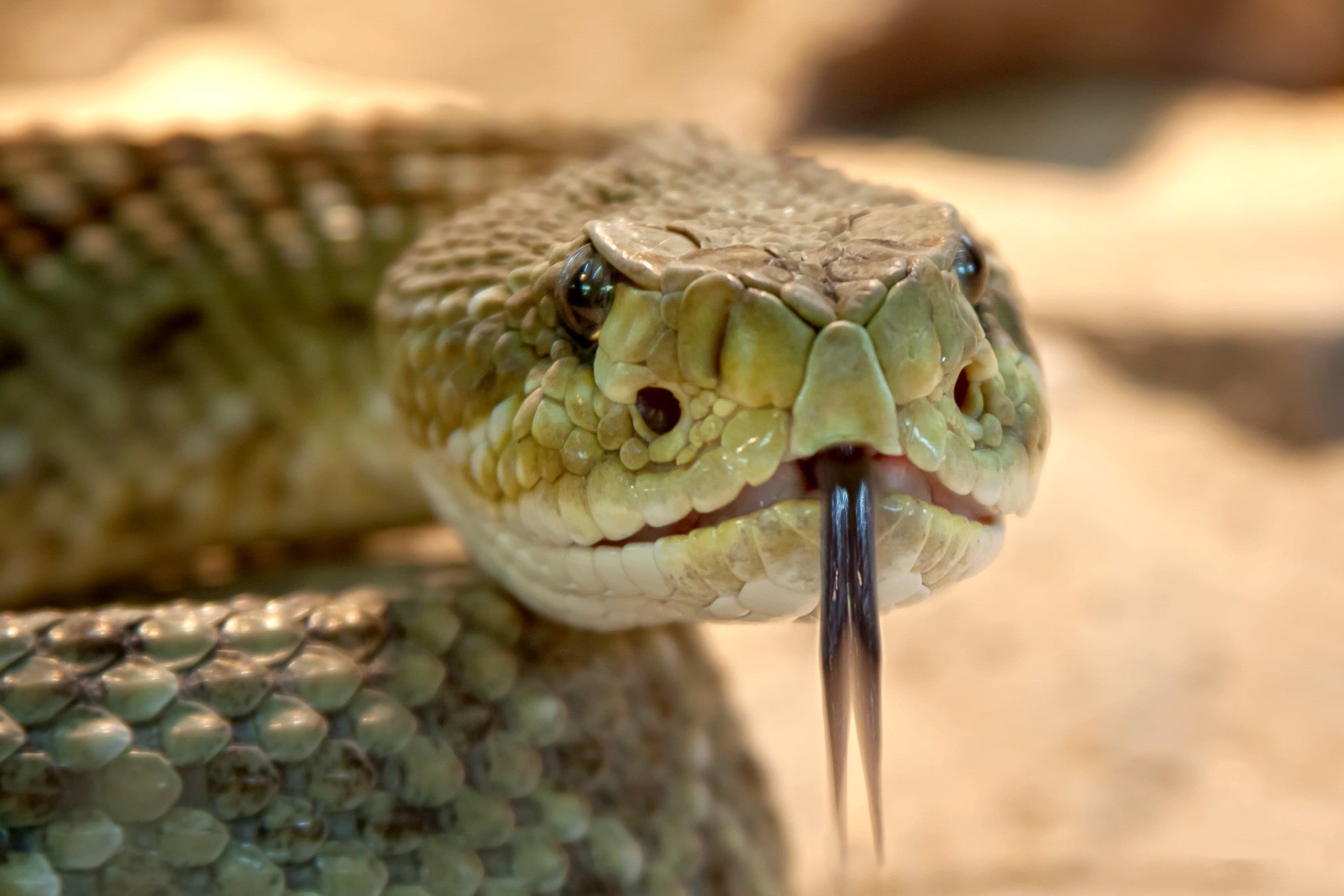 Stunning Frozen Thawed Hog Snake Feeding Chart Beef image