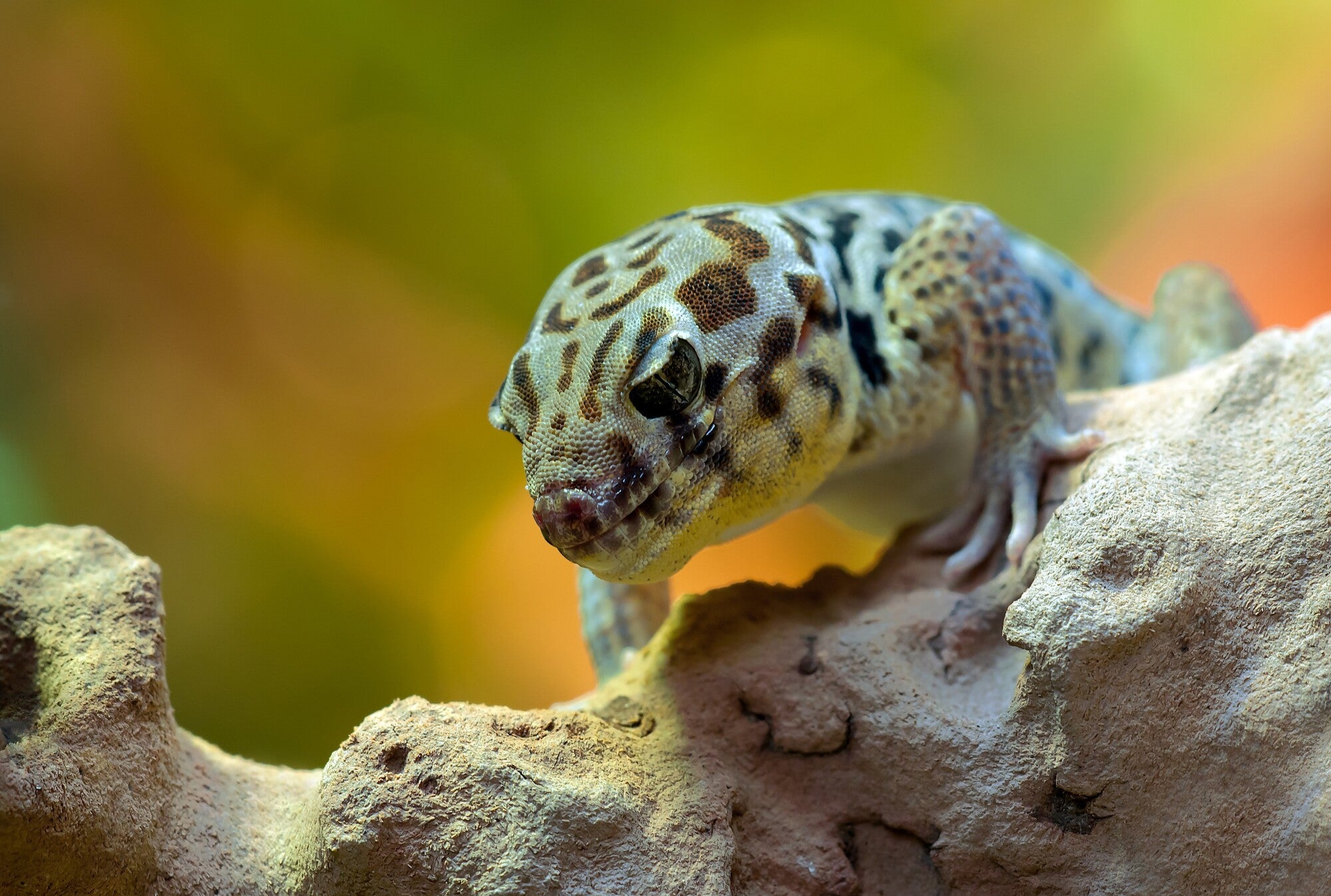 Leopard deals gecko supplements