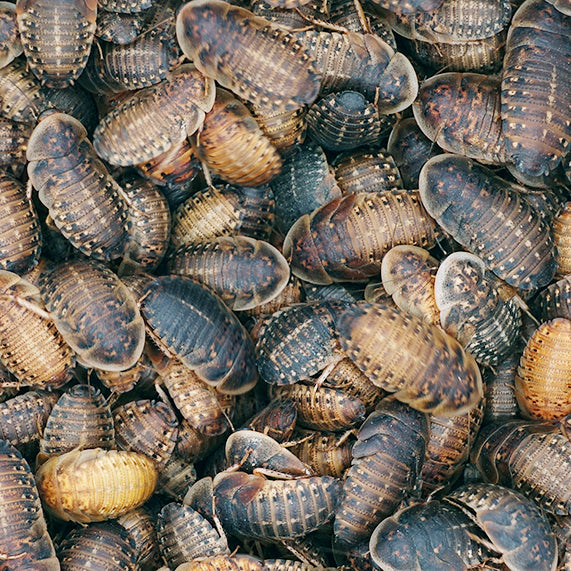 Dubia Roaches for Sale - Mixes