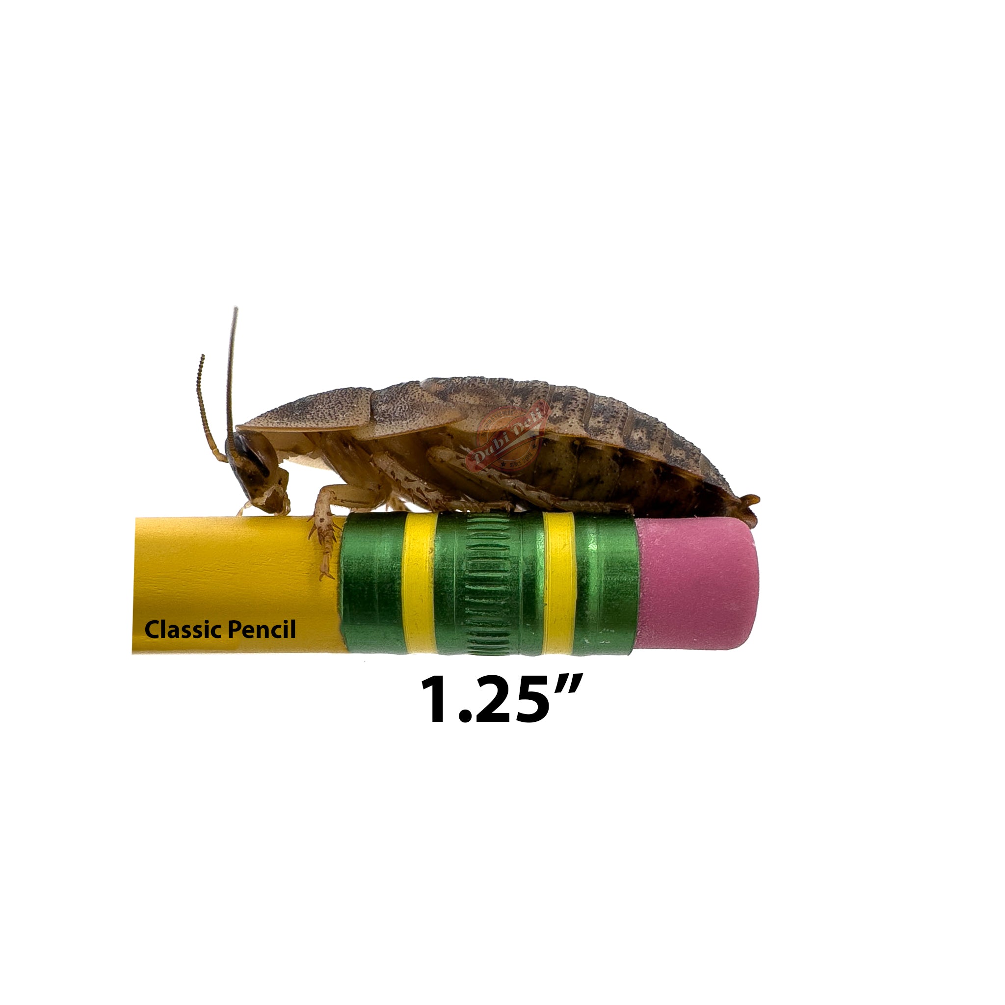 チュパカブラ Cicada Pouch – Clever Cycles | Bikes & Ebikes