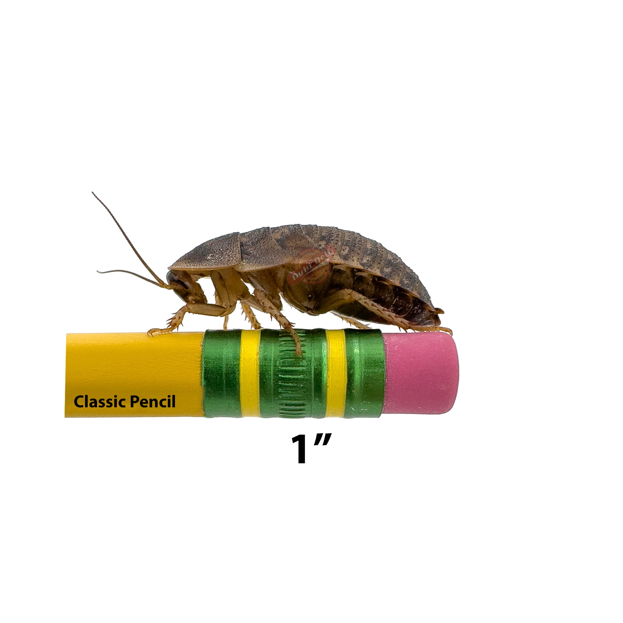 Dubia Roaches: Large 1