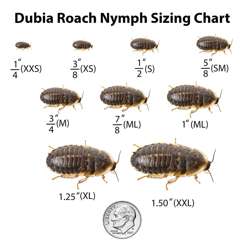Dubia Roach Nymph Sizing Chart
