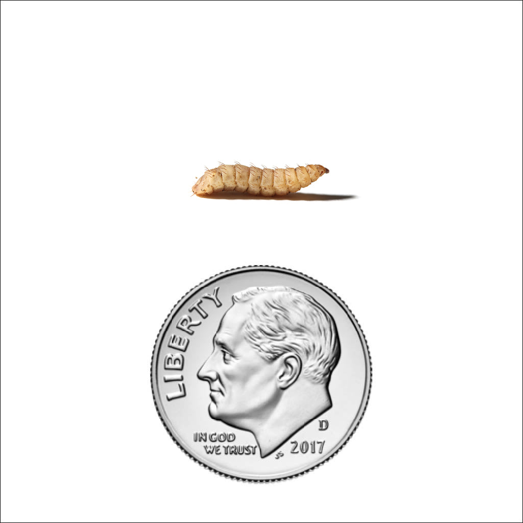 Medium Black Soldier Fly Larvae