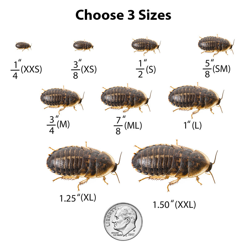 Dubia nymph free sample selection