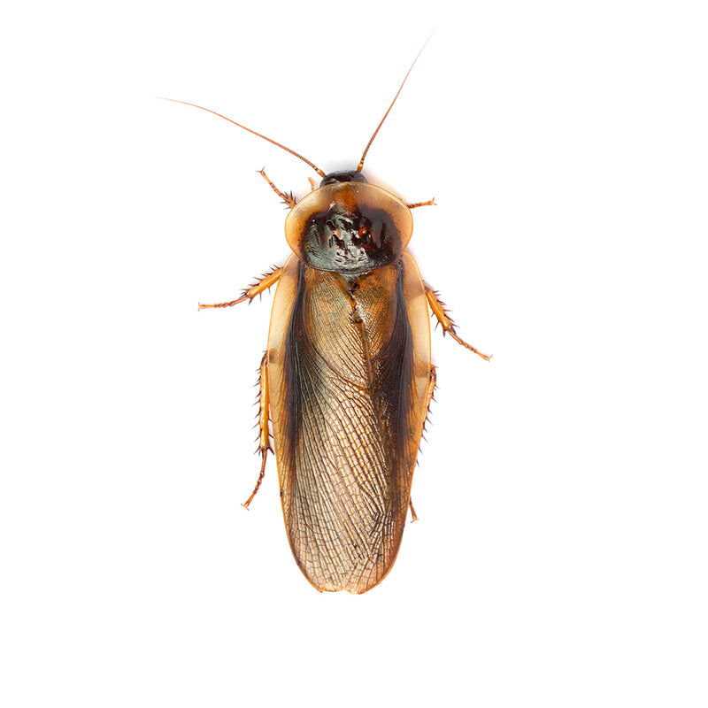 Dubia roach adult male