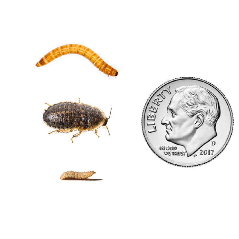 dubia roaches, bsfl, mealworms small snack pack
