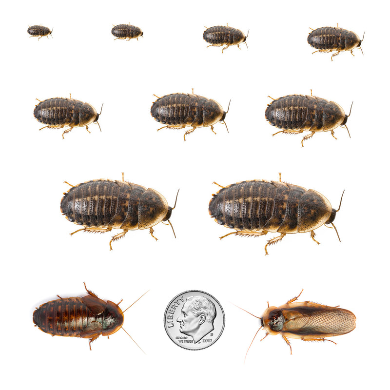 Dubia roach sizing chart