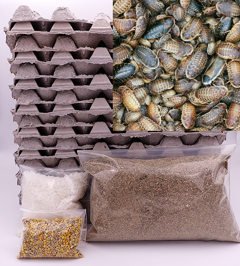 Dubia roach large starter colony kit
