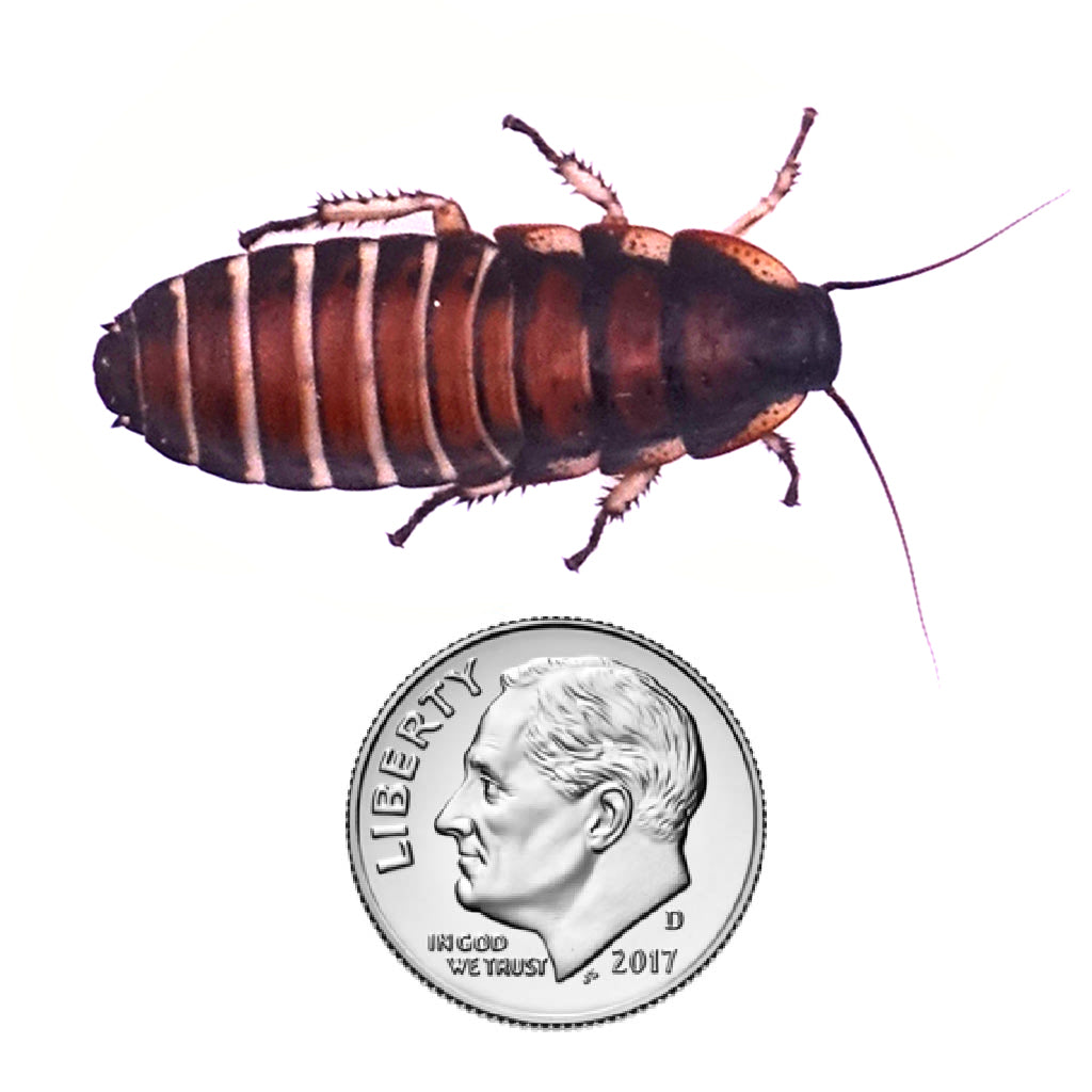 Magagascar Hissing Cockroach Nymph Size 1.25" Inches