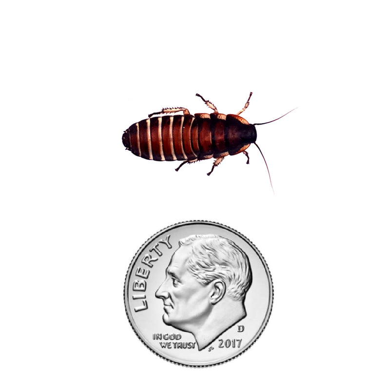 Madagascar Hissing Cockroach Nymph Size 5/8"