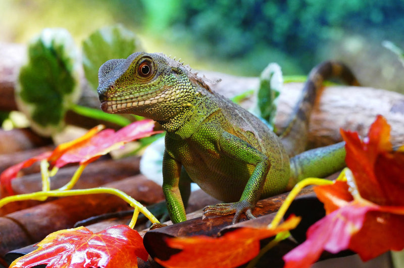iguana on some leaves