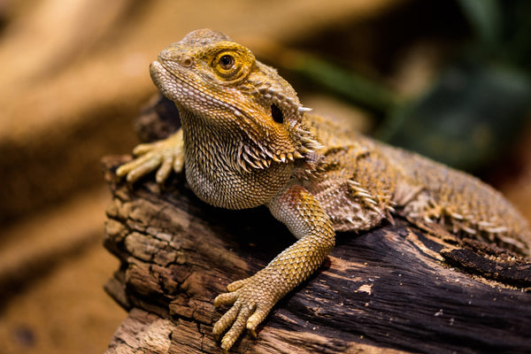 How Many Dubia Roaches Do You Need for a Bearded Dragon?