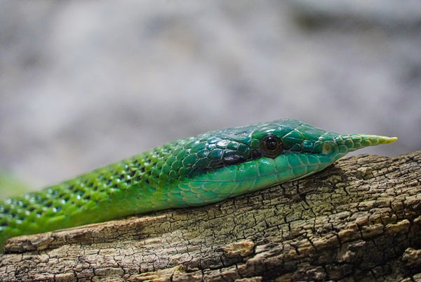 rhino rat snake