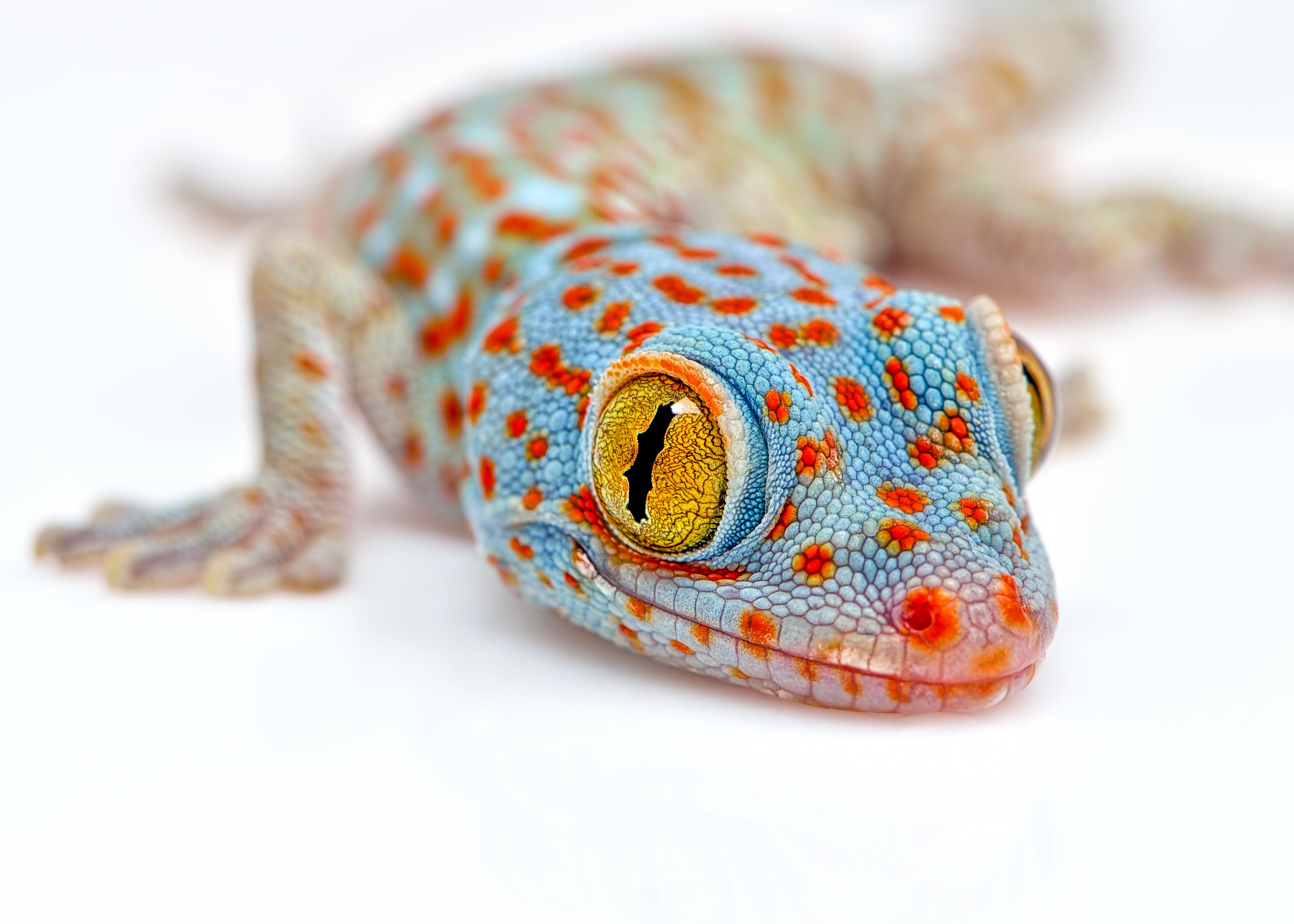 Tokay gecko