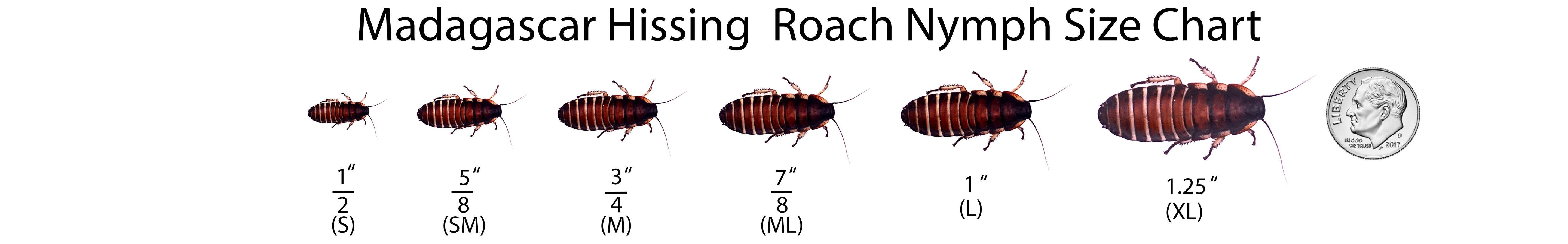 Madagascar Hissing Cockroaches Nymph Size Chart