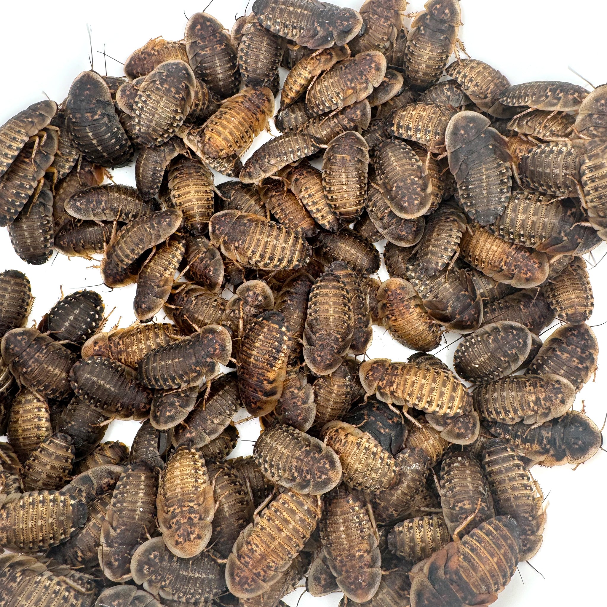 COCKROACHEEE'z CD2枚セット Dubia Roaches: Large 1.25