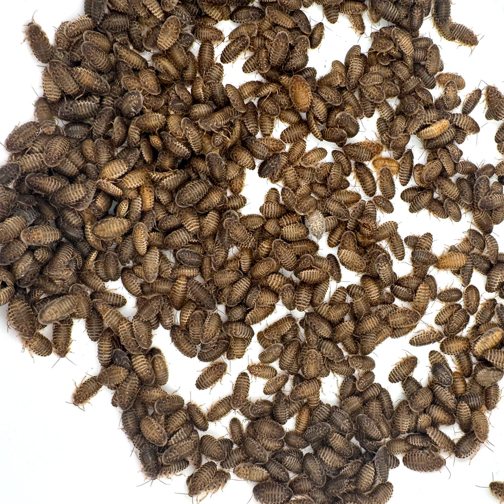 Dubia Roaches for Sale