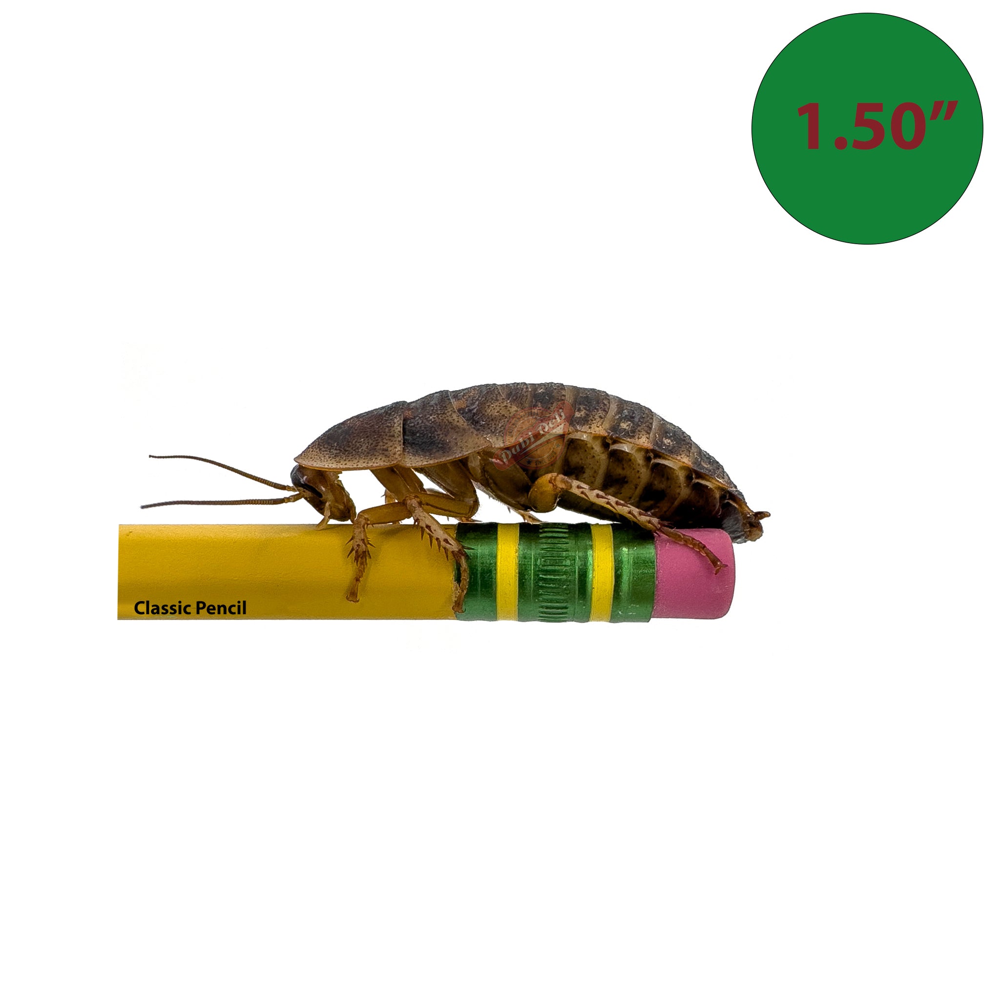 COCKROACHEEE'z CD2枚セット Dubia Roaches: Free Samples