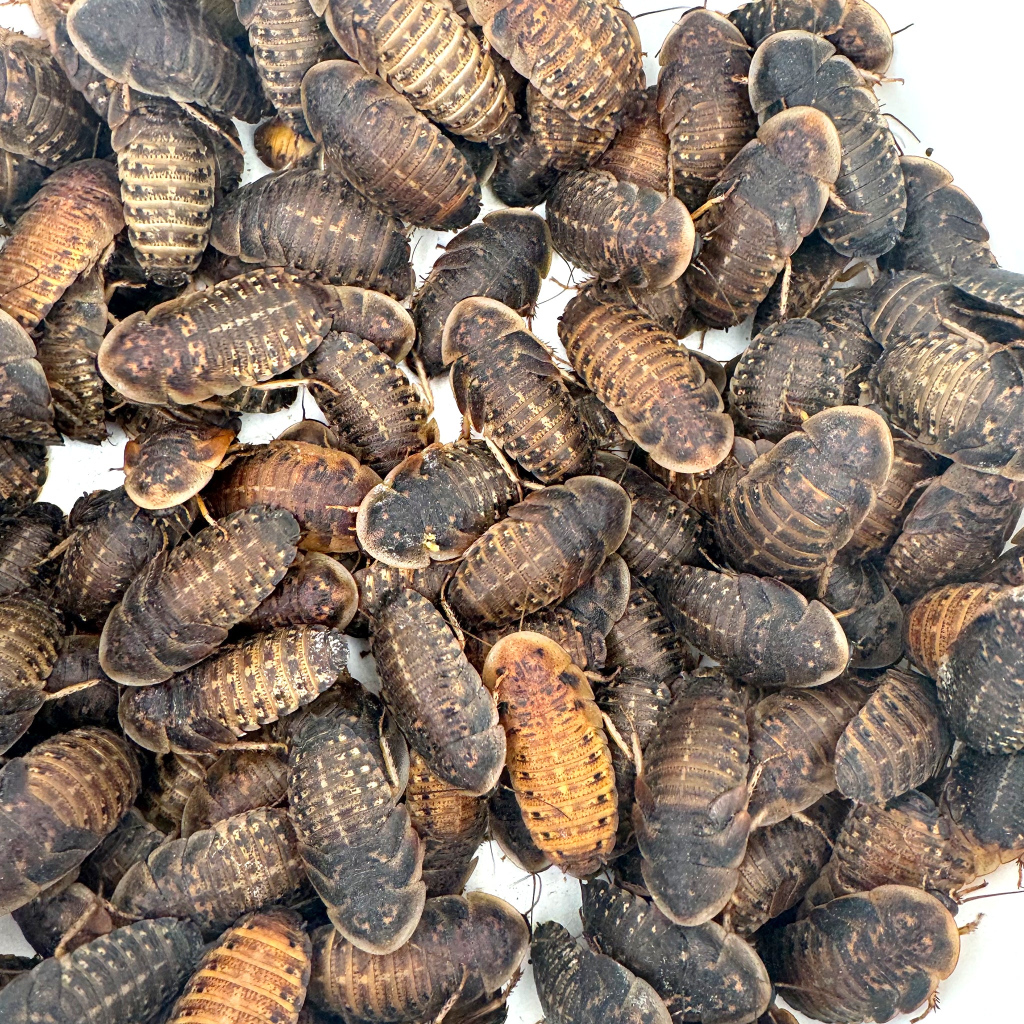 Dubia Roaches: Large 1.50