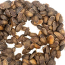 group of 1 inch dubia roaches