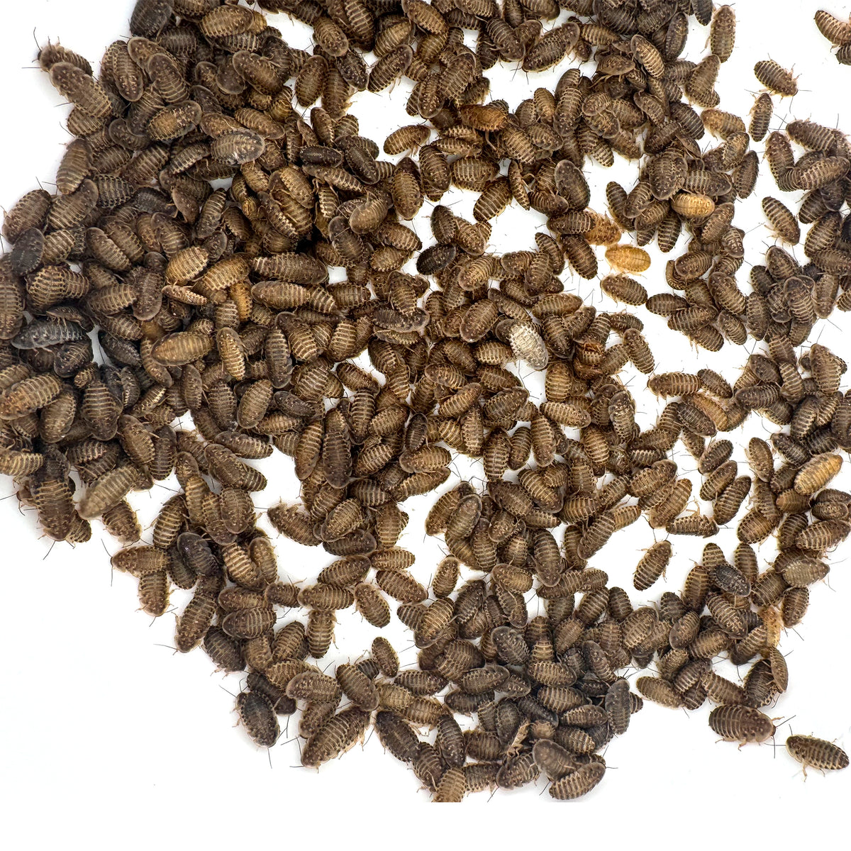 Dubia Roaches for Sale