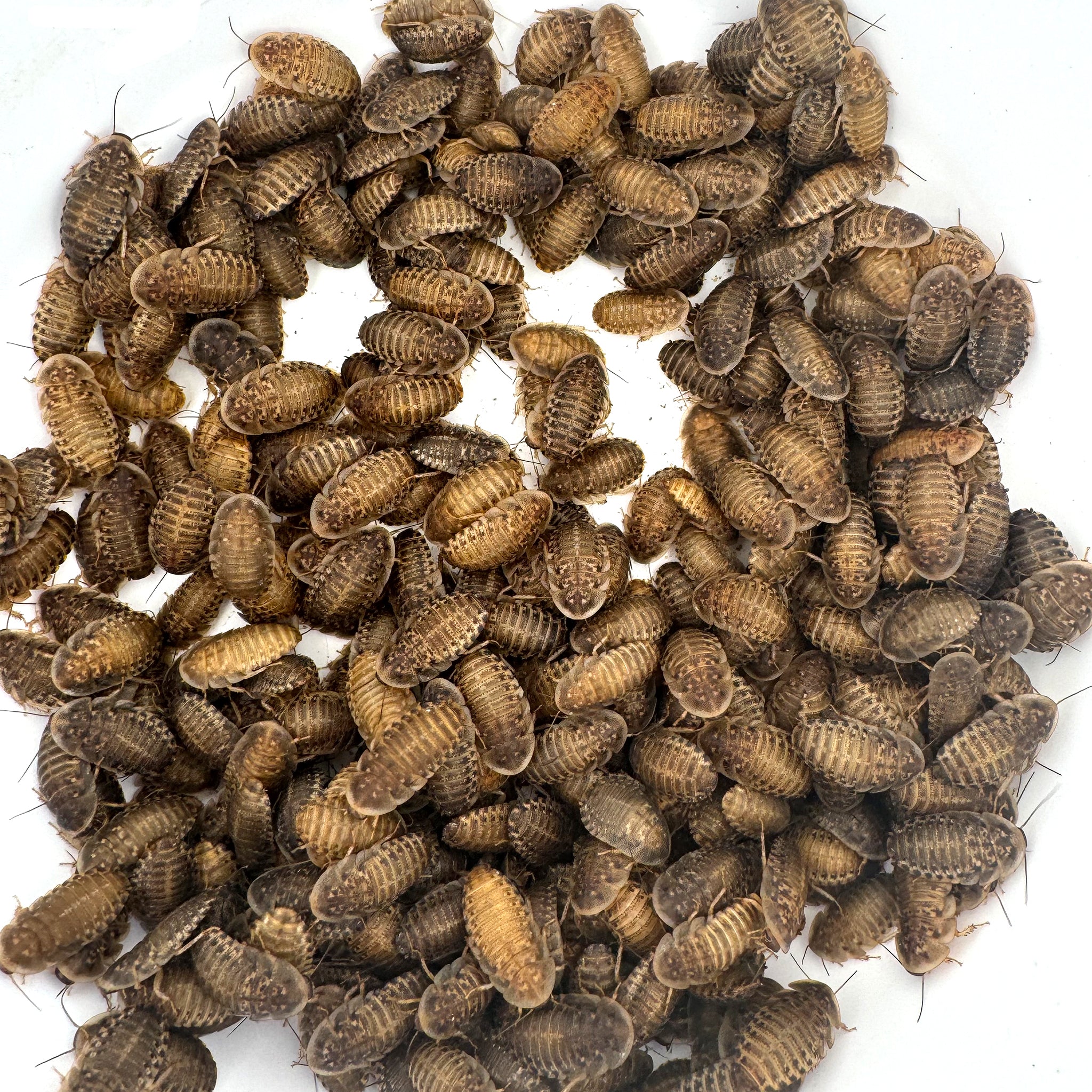 Dubia Roaches: Medium 5/8