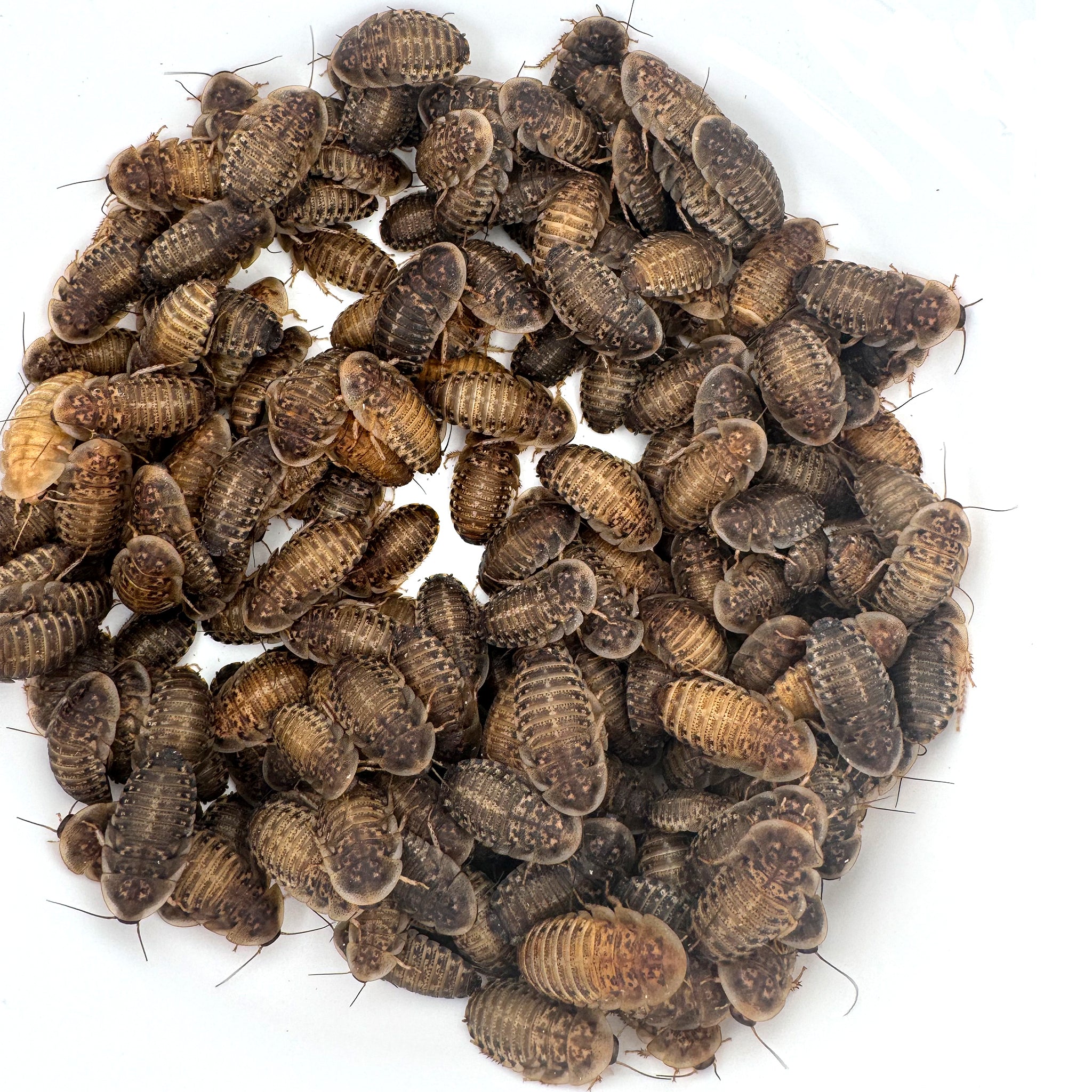 Dubia Roaches: Medium 7/8