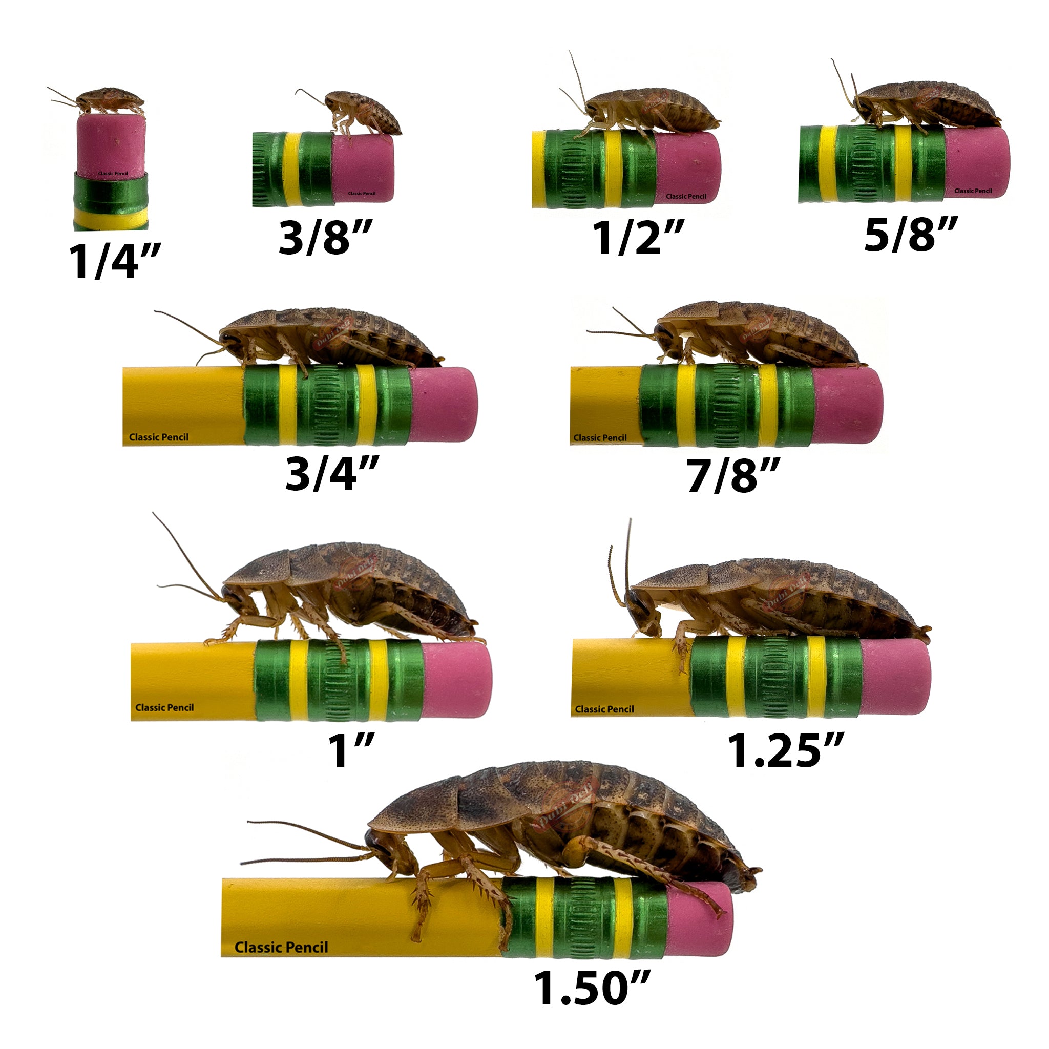 COCKROACHEEE'z CD2枚セット Dubia Roaches: Medium 5/8