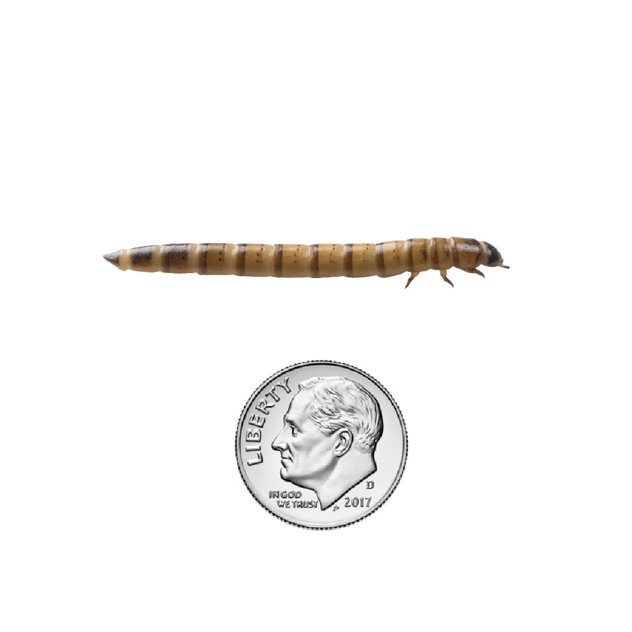 Superworms: Large