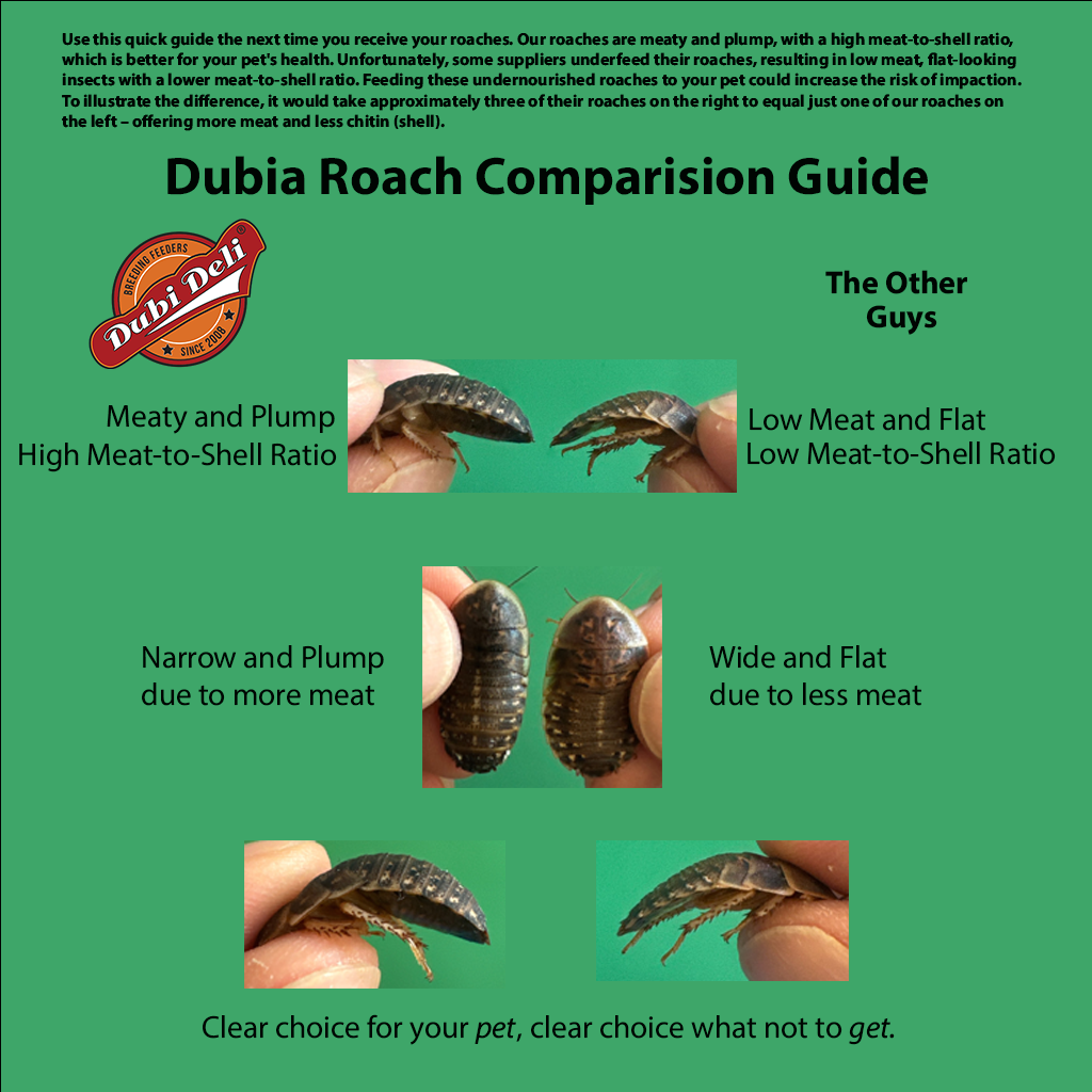Beautiful view of Shifts In Dubia Roach Growth Concentrations