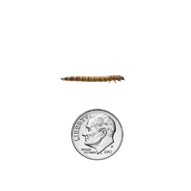 Superworms for Sale