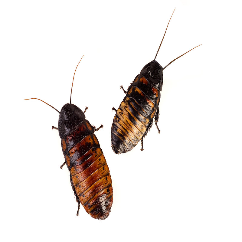 Madagascar hissing roach adult female and male small (pair)