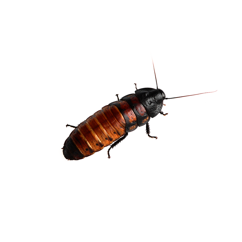 Madagascar hissing roach adult female large