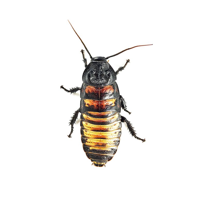 Madagascar hissing roach adult male small