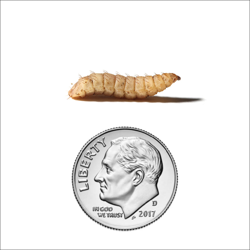 Large Black Soldier Fly Larvae