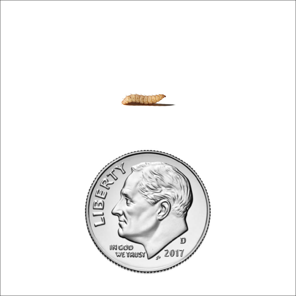 Small Black Soldier Fly Larve