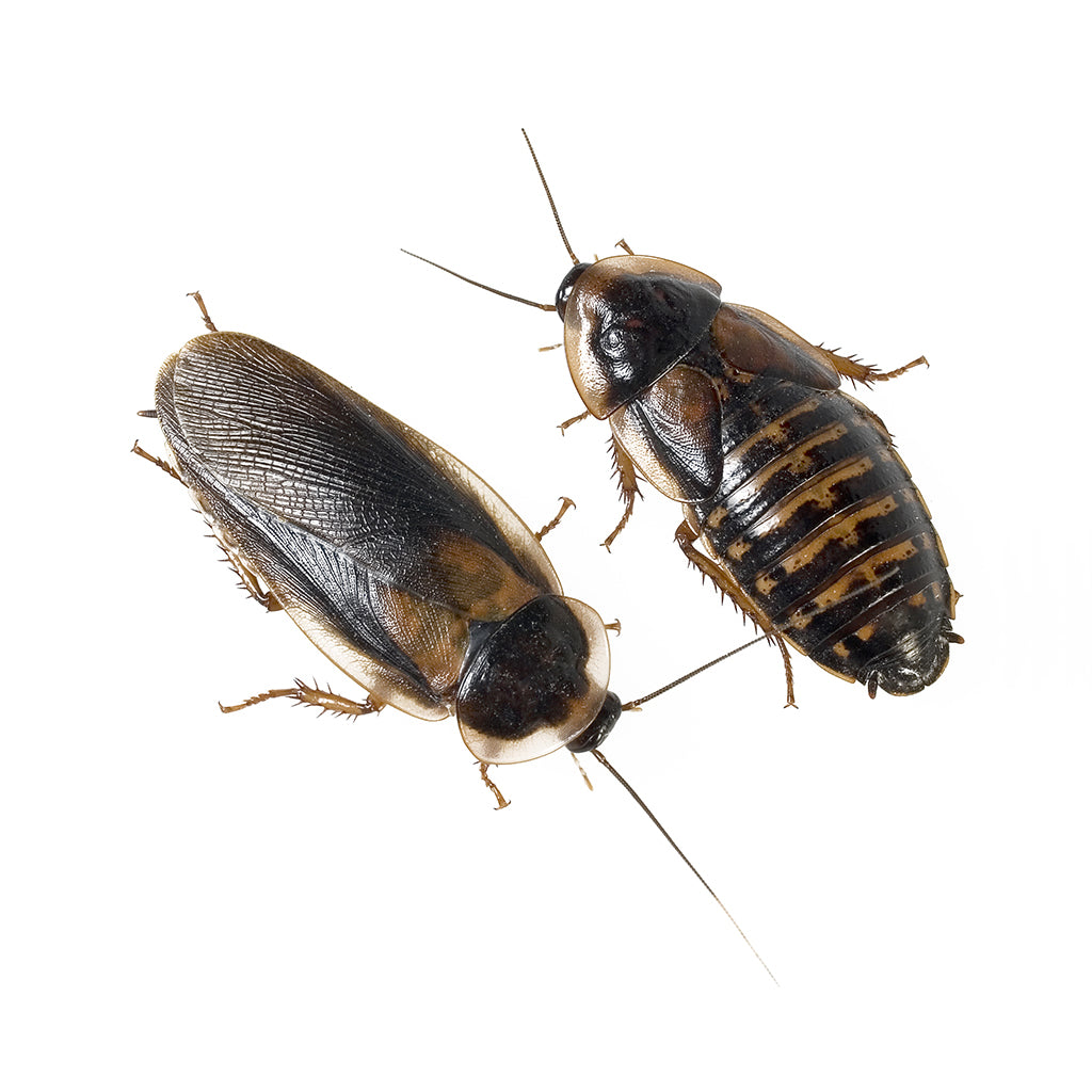 Dubia female and male adults (pair)