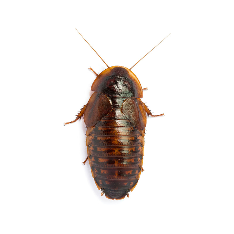 Dubia roach adult female