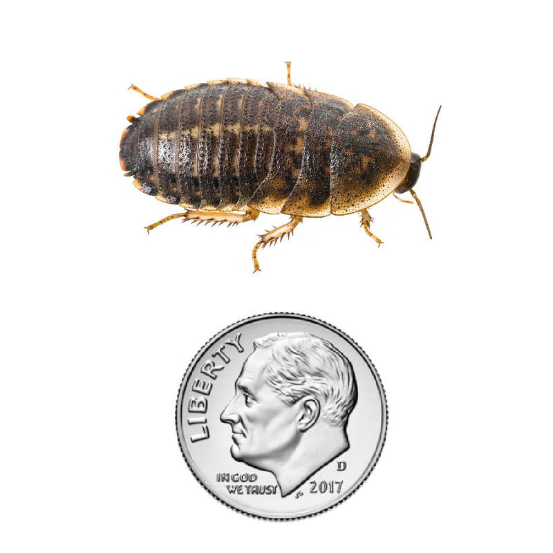 Dubia roach nymph 1" inch