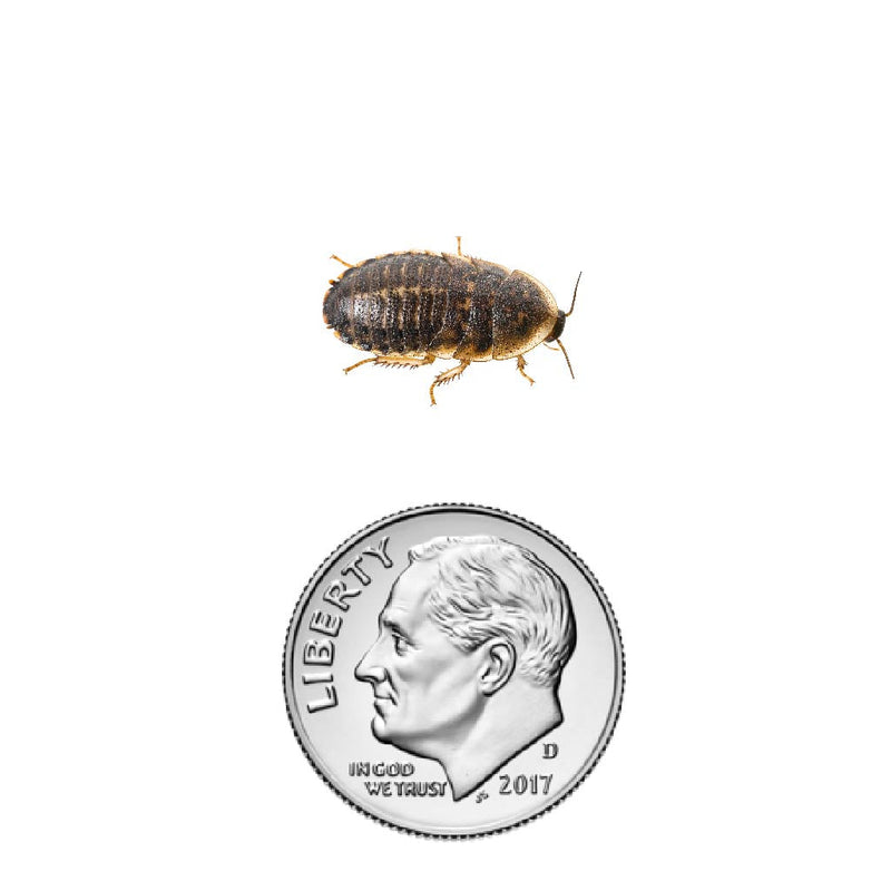 Dubia roach nymph 1/2" inch