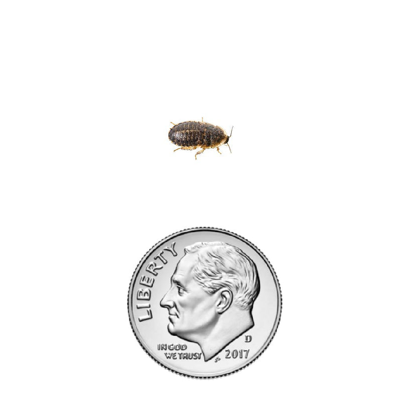 Dubia roach nymph 1" inch