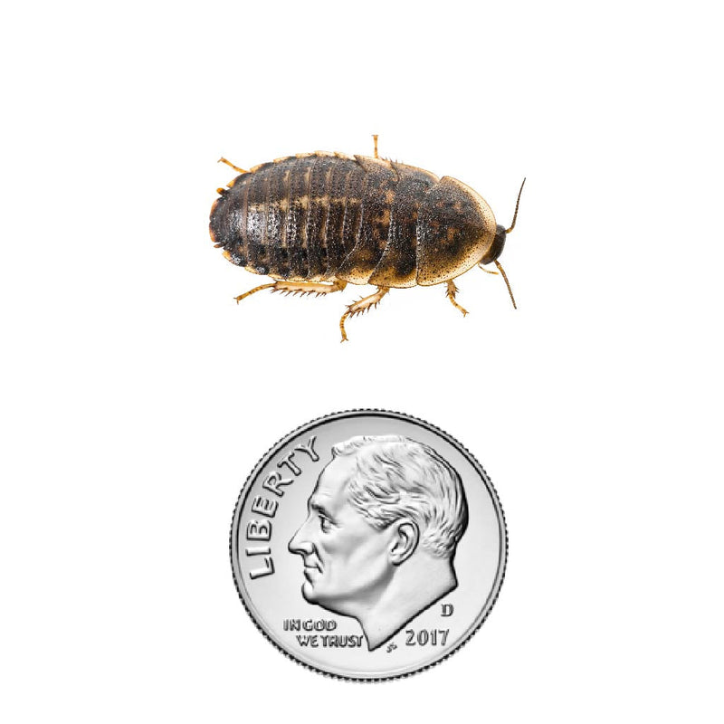 Dubia roach nymph 3/4" inch