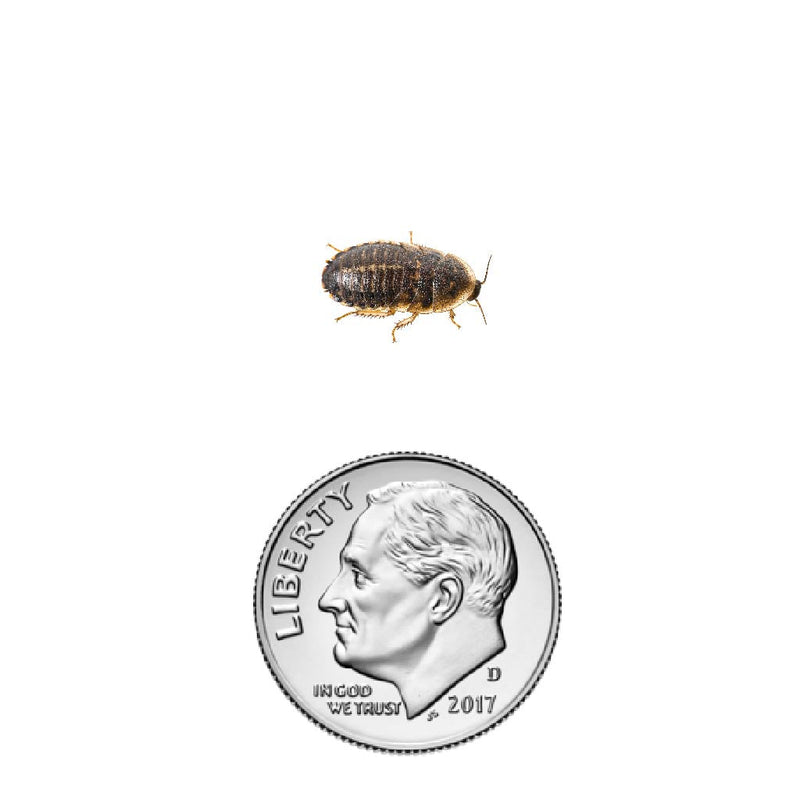 Dubia roach nymph 3/8" inch