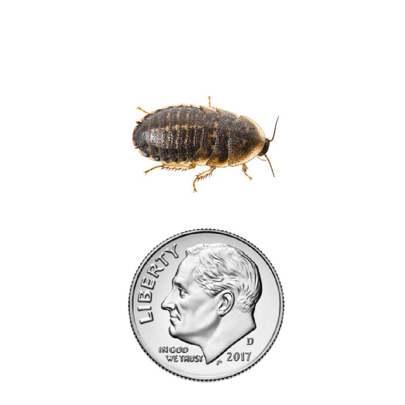 Dubia roach nymph 5/8" inch