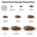 Dubia Roach Nymph Sizing Chart