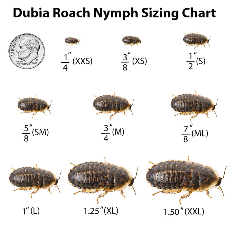 Dubia roach nymph sizing chart